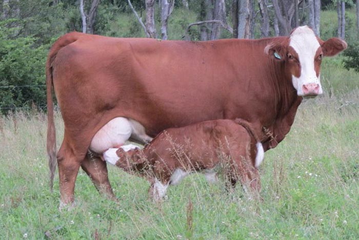 Simmental Calf Simmental Calf