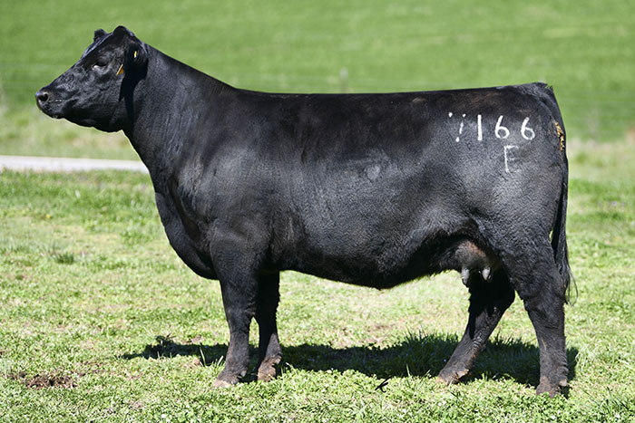 Simmental Cow